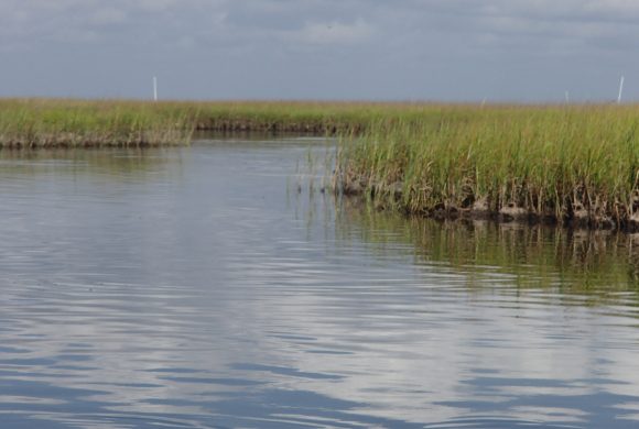 coastal-heritage-preserve-wetlands