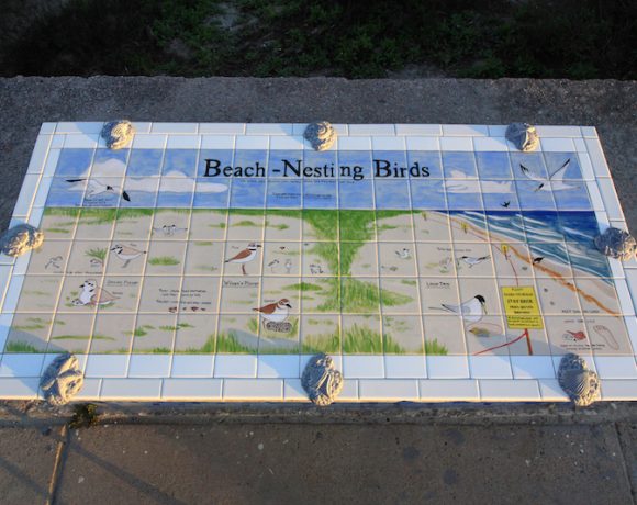 Nesting Birds of Galveston