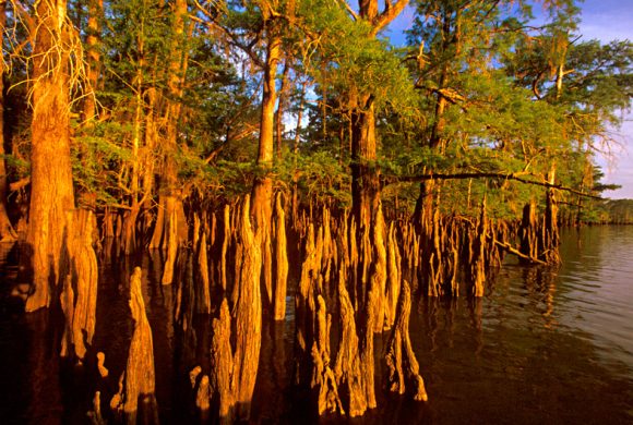 cypress-swamp-jim-olive