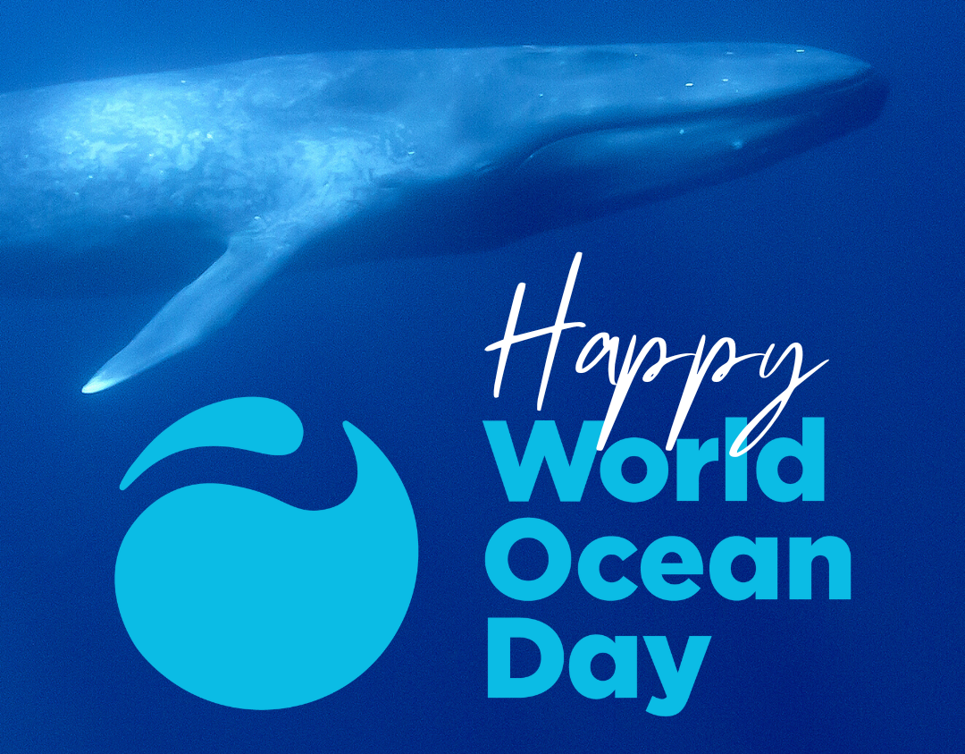 Whale – Happy World Ocean Day